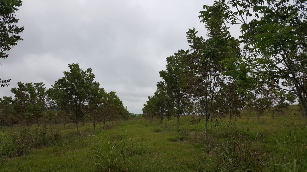 Campos y Lotes - Tucuman