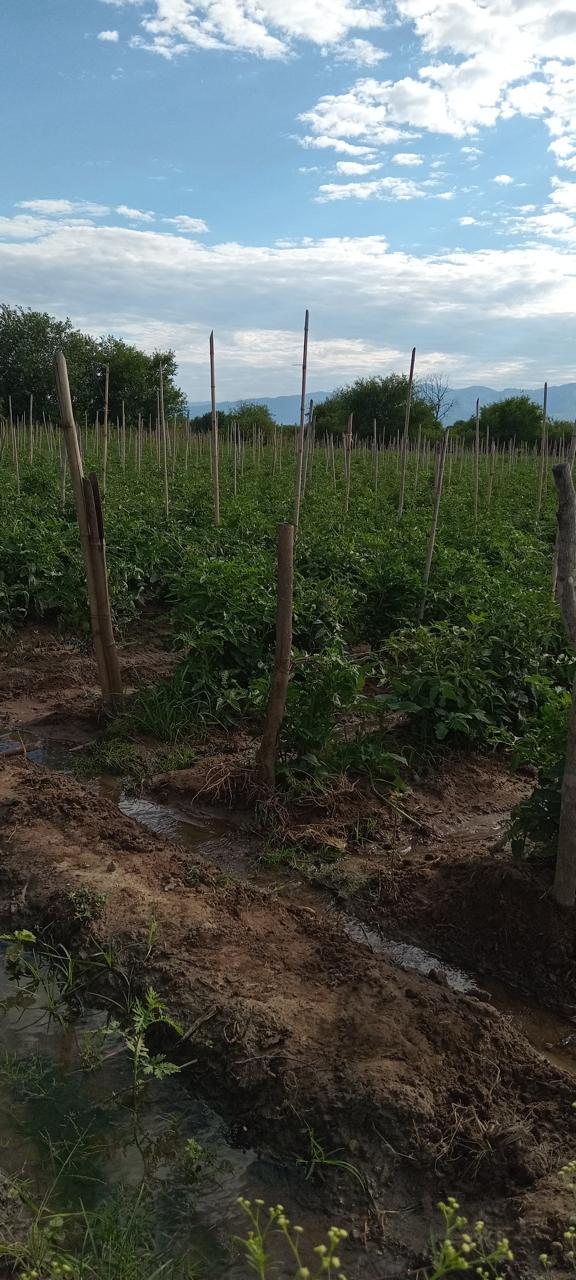 Campos y Lotes - Tucuman