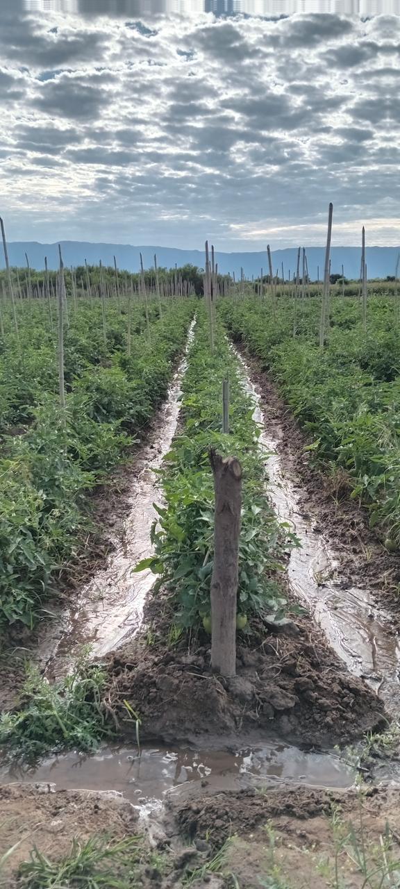 Campos y Lotes - Tucuman